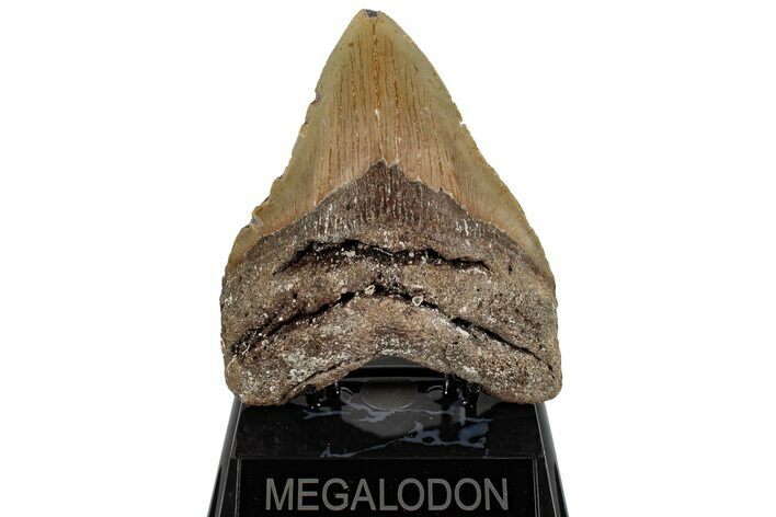 Fossil Megalodon Tooth - North Carolina #199702